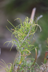 Caustis dioica
