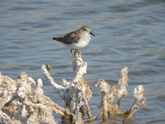 Calidris minutilla