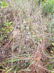 Eryngium integrifolium