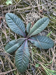 Vernonia acaulis