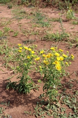 Pentanema britannica