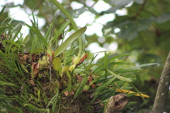 Maxillaria densa