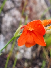 Gladiolus nerineoides