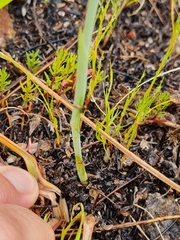 Gladiolus nerineoides