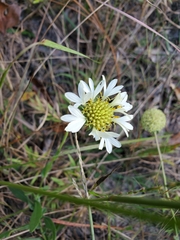 Gaillardia aestivalis winkleri