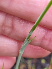 Gladiolus nerineoides