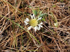 Gaillardia aestivalis winkleri