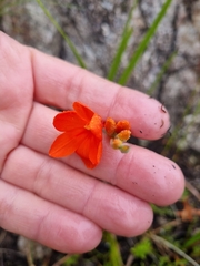 Gladiolus nerineoides