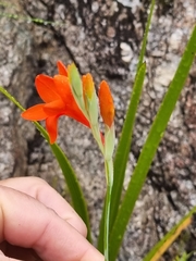 Gladiolus nerineoides