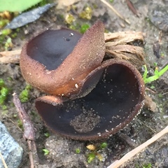 Plicaria endocarpoides