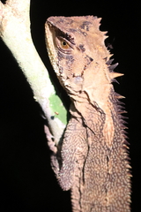 Enyalioides