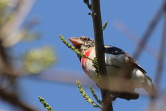 Pheucticus ludovicianus