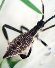Gelonus tasmanicus