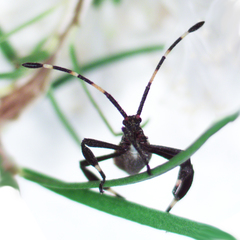 Gelonus tasmanicus