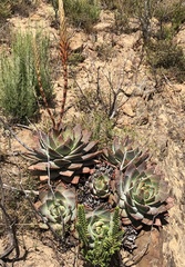 Aloe brevifolia