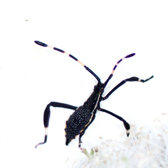 Gelonus tasmanicus