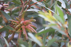 Eucalyptus conferruminata recherche