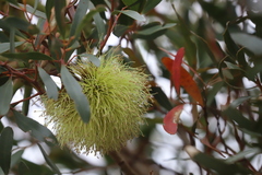 Eucalyptus conferruminata recherche