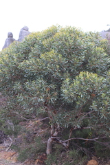 Eucalyptus conferruminata recherche