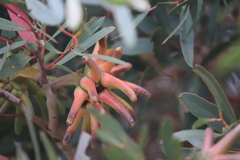 Eucalyptus conferruminata recherche