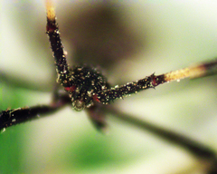 Gelonus tasmanicus