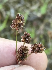 Luzula multiflora multiflora