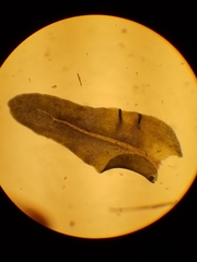 Anomodon minor