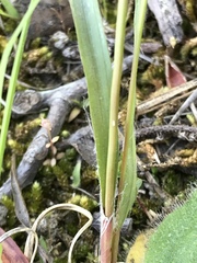 Luzula multiflora multiflora