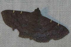 Antiblemma perva