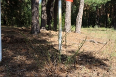 Artemisia marschalliana