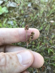 Luzula multiflora multiflora