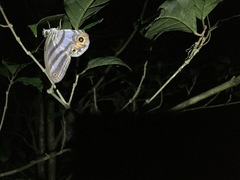 Chloreuptychia herseis