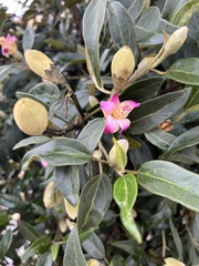 Lagunaria