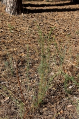 Artemisia marschalliana