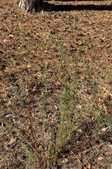 Artemisia marschalliana