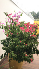 Bougainvillea