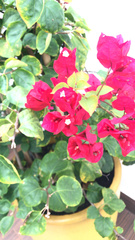 Bougainvillea