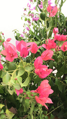 Bougainvillea
