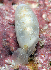 Roxaniella multistriata