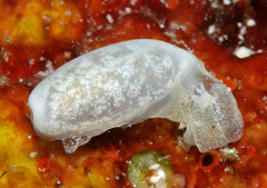 Roxaniella multistriata