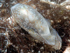 Roxaniella multistriata