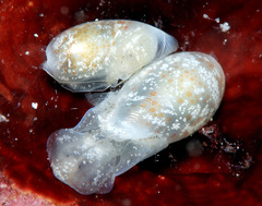 Roxaniella multistriata