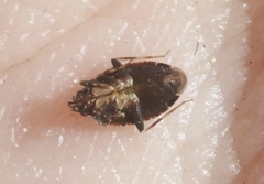 Peritropis saldaeformis