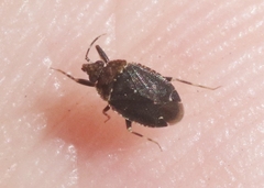Peritropis saldaeformis