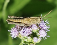 Schistocerca impleta