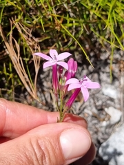 Lobelia stenosiphon