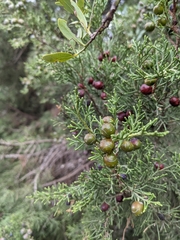 Juniperus phoenicea