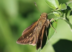 Decinea percosius