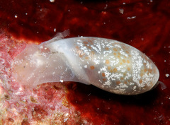 Roxaniella multistriata