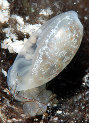 Roxaniella multistriata